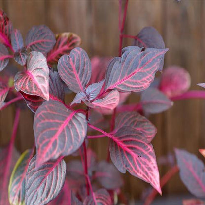 Iresine Iindenii, Bloodleaf Iresine lindenii (small) - www.Greenie.ae Buy online Best and Healthy Plants and quality products guarantee in Dubai Plants Shop in Dubai Abu Dhabi all over UAE Plants near me Fresh Plants in Dubai where to buy plants in UAE - Greenie.ae