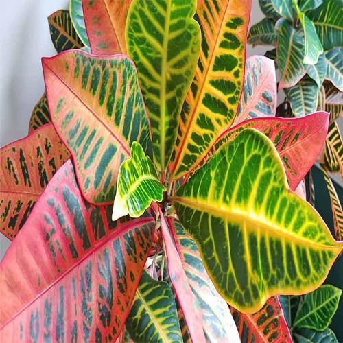 Codiaeum Variegatum Croton, Garden croton - www.Greenie.ae Buy online Best and Healthy Plants and quality products guarantee in Dubai Plants Shop in Dubai Abu Dhabi all over UAE Plants near me Fresh Plants in Dubai where to buy plants in UAE - Greenie.ae