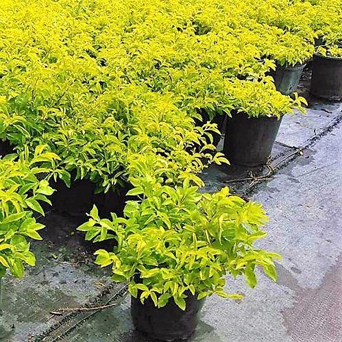 Duranta Repens, Golden Dew Drop, Sky Flower, Pigeon Berry - www.Greenie.ae Buy online Best and Healthy Plants and quality products guarantee in Dubai Plants Shop in Dubai Abu Dhabi all over UAE Plants near me Fresh Plants in Dubai where to buy plants in UAE - Greenie.ae