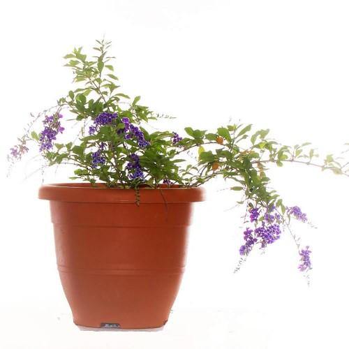 Duranta Repens, Golden Dew Drop, Sky Flower, Pigeon Berry - www.Greenie.ae Buy online Best and Healthy Plants and quality products guarantee in Dubai Plants Shop in Dubai Abu Dhabi all over UAE Plants near me Fresh Plants in Dubai where to buy plants in UAE - Greenie.ae