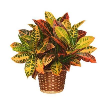 Codiaeum Variegatum Croton, Garden croton - www.Greenie.ae Buy online Best and Healthy Plants and quality products guarantee in Dubai Plants Shop in Dubai Abu Dhabi all over UAE Plants near me Fresh Plants in Dubai where to buy plants in UAE - Greenie.ae