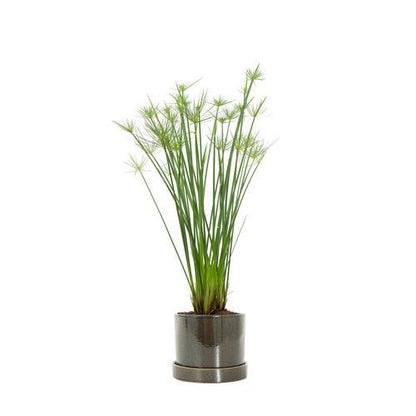 Cyperus Haspan, Dwarf Cyperus - www.Greenie.ae Buy online Best and Healthy Plants and quality products guarantee in Dubai Plants Shop in Dubai Abu Dhabi all over UAE Plants near me Fresh Plants in Dubai where to buy plants in UAE - Greenie.ae