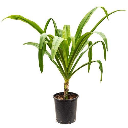 Crinum asiaticum, Spider lily or Seashore lily - www.Greenie.ae Buy online Best and Healthy Plants and quality products guarantee in Dubai Plants Shop in Dubai Abu Dhabi all over UAE Plants near me Fresh Plants in Dubai where to buy plants in UAE - Greenie.ae