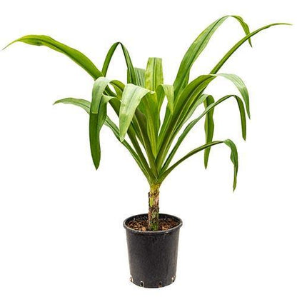 Crinum asiaticum, Spider lily or Seashore lily - www.Greenie.ae Buy online Best and Healthy Plants and quality products guarantee in Dubai Plants Shop in Dubai Abu Dhabi all over UAE Plants near me Fresh Plants in Dubai where to buy plants in UAE - Greenie.ae