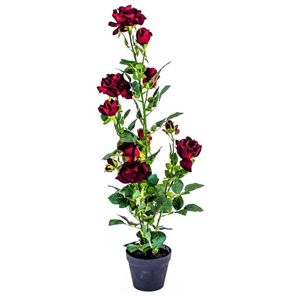 Rose Plant Outdoor - www.Greenie.ae Buy online Best and Healthy Plants and quality products guarantee in Dubai Plants Shop in Dubai Abu Dhabi all over UAE Plants near me Fresh Plants in Dubai where to buy plants in UAE - Greenie.ae