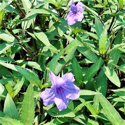 Ruellia Ciliosa, Wild Petunia (small) - www.Greenie.ae Buy online Best and Healthy Plants and quality products guarantee in Dubai Plants Shop in Dubai Abu Dhabi all over UAE Plants near me Fresh Plants in Dubai where to buy plants in UAE - Greenie.ae