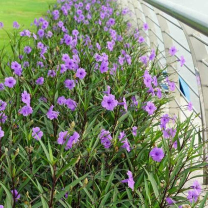 Ruellia Ciliosa, Wild Petunia (small) - www.Greenie.ae Buy online Best and Healthy Plants and quality products guarantee in Dubai Plants Shop in Dubai Abu Dhabi all over UAE Plants near me Fresh Plants in Dubai where to buy plants in UAE - Greenie.ae