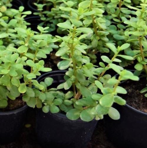 Portulacaria Afra, Elephant Bush - www.Greenie.ae Buy online Best and Healthy Plants and quality products guarantee in Dubai Plants Shop in Dubai Abu Dhabi all over UAE Plants near me Fresh Plants in Dubai where to buy plants in UAE - Greenie.ae