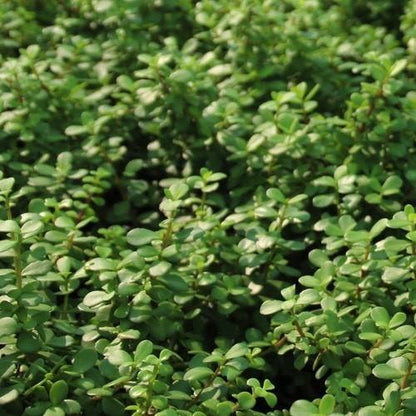 Portulacaria Afra, Elephant Bush - www.Greenie.ae Buy online Best and Healthy Plants and quality products guarantee in Dubai Plants Shop in Dubai Abu Dhabi all over UAE Plants near me Fresh Plants in Dubai where to buy plants in UAE - Greenie.ae