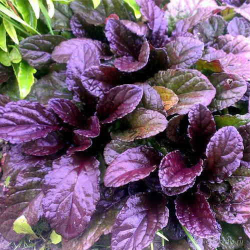 Ajuga Reptans, Bugleherb (small) - www.Greenie.ae Buy online Best and Healthy Plants and quality products guarantee in Dubai Plants Shop in Dubai Abu Dhabi all over UAE Plants near me Fresh Plants in Dubai where to buy plants in UAE - Greenie.ae