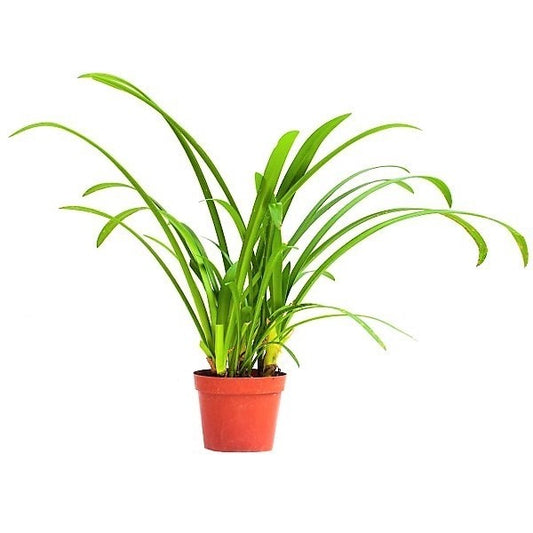 Spider Lily, Hymenocallis Littoralis, Lilly - www.Greenie.ae Buy online Best and Healthy Plants and quality products guarantee in Dubai Plants Shop in Dubai Abu Dhabi all over UAE Plants near me Fresh Plants in Dubai where to buy plants in UAE - Greenie.ae