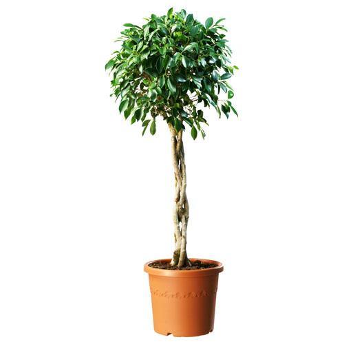 Ficus diversifolia twisted trunk topiary - www.Greenie.ae Buy online Best and Healthy Plants and quality products guarantee in Dubai Plants Shop in Dubai Abu Dhabi all over UAE Plants near me Fresh Plants in Dubai where to buy plants in UAE - Greenie.ae