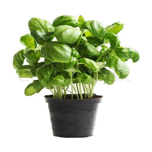 Ocimum Basilicum, Sweet Basil, Sweet Genovese - www.Greenie.ae Buy online Best and Healthy Plants and quality products guarantee in Dubai Plants Shop in Dubai Abu Dhabi all over UAE Plants near me Fresh Plants in Dubai where to buy plants in UAE - Greenie.ae