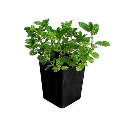 Mint Plant, Mentha - www.Greenie.ae Buy online Best and Healthy Plants and quality products guarantee in Dubai Plants Shop in Dubai Abu Dhabi all over UAE Plants near me Fresh Plants in Dubai where to buy plants in UAE - Greenie.ae