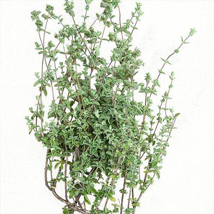 Zaatar Herb Thyme - www.Greenie.ae Buy online Best and Healthy Plants and quality products guarantee in Dubai Plants Shop in Dubai Abu Dhabi all over UAE Plants near me Fresh Plants in Dubai where to buy plants in UAE - Greenie.ae