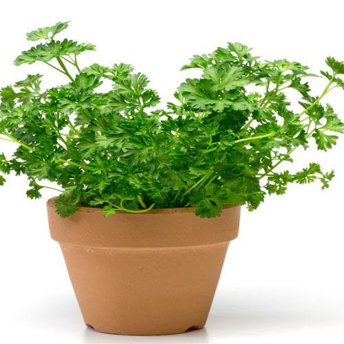 Parsley Plant - www.Greenie.ae Buy online Best and Healthy Plants and quality products guarantee in Dubai Plants Shop in Dubai Abu Dhabi all over UAE Plants near me Fresh Plants in Dubai where to buy plants in UAE - Greenie.ae