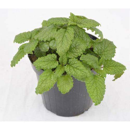 Melissa, Balm Mint - www.Greenie.ae Buy online Best and Healthy Plants and quality products guarantee in Dubai Plants Shop in Dubai Abu Dhabi all over UAE Plants near me Fresh Plants in Dubai where to buy plants in UAE - Greenie.ae