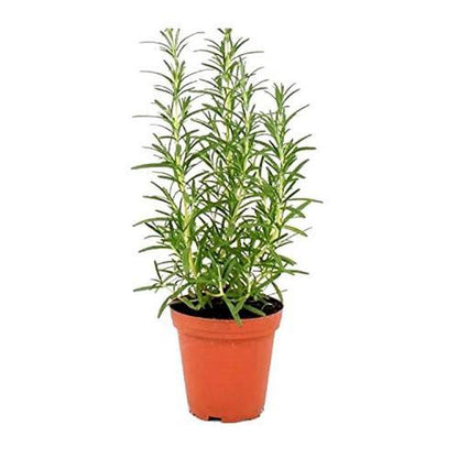 Rosmarinus Officialis, Rosemary Herb Outdoor - www.Greenie.ae Buy online Best and Healthy Plants and quality products guarantee in Dubai Plants Shop in Dubai Abu Dhabi all over UAE Plants near me Fresh Plants in Dubai where to buy plants in UAE - Greenie.ae