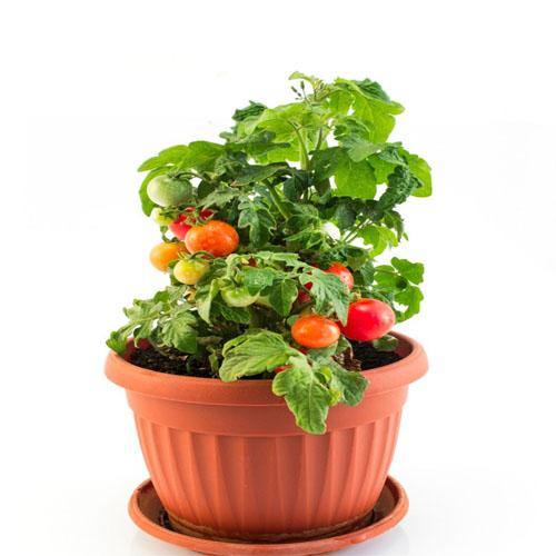 Cherry Tomato Plant - www.Greenie.ae Buy online Best and Healthy Plants and quality products guarantee in Dubai Plants Shop in Dubai Abu Dhabi all over UAE Plants near me Fresh Plants in Dubai where to buy plants in UAE - Greenie.ae