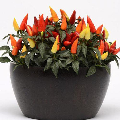 Ornamental Pepper Plant - www.Greenie.ae Buy online Best and Healthy Plants and quality products guarantee in Dubai Plants Shop in Dubai Abu Dhabi all over UAE Plants near me Fresh Plants in Dubai where to buy plants in UAE - Greenie.ae