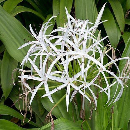 Crinum asiaticum, Spider lily or Seashore lily - www.Greenie.ae Buy online Best and Healthy Plants and quality products guarantee in Dubai Plants Shop in Dubai Abu Dhabi all over UAE Plants near me Fresh Plants in Dubai where to buy plants in UAE - Greenie.ae