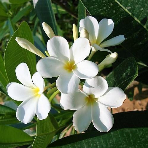 Plumeria Obtusa, Frangipani, The Temple Tree - www.Greenie.ae Buy online Best and Healthy Plants and quality products guarantee in Dubai Plants Shop in Dubai Abu Dhabi all over UAE Plants near me Fresh Plants in Dubai where to buy plants in UAE - Greenie.ae