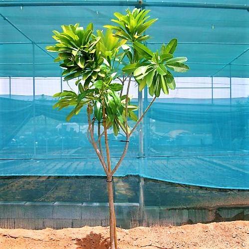 Plumeria Obtusa, Frangipani, The Temple Tree - www.Greenie.ae Buy online Best and Healthy Plants and quality products guarantee in Dubai Plants Shop in Dubai Abu Dhabi all over UAE Plants near me Fresh Plants in Dubai where to buy plants in UAE - Greenie.ae