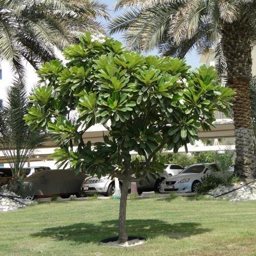 Plumeria Obtusa, Frangipani, The Temple Tree - www.Greenie.ae Buy online Best and Healthy Plants and quality products guarantee in Dubai Plants Shop in Dubai Abu Dhabi all over UAE Plants near me Fresh Plants in Dubai where to buy plants in UAE - Greenie.ae