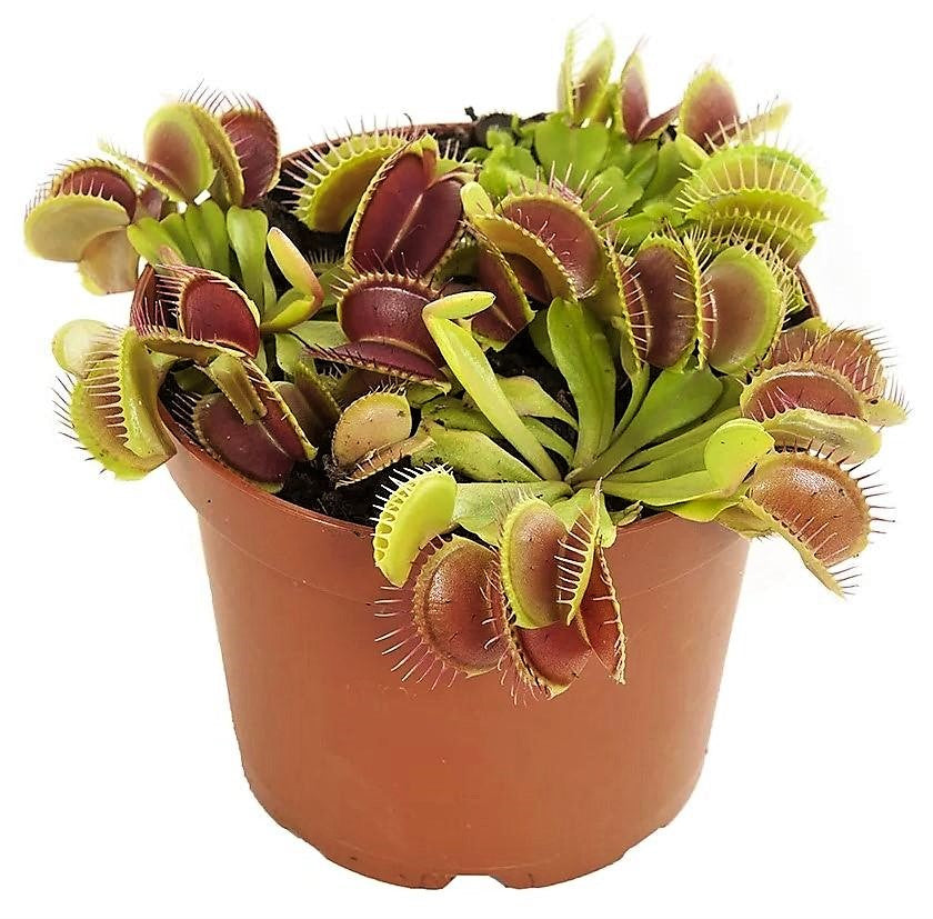 Venus Flytrap , Dionaea Muscipula - www.Greenie.ae Buy online Best and Healthy Plants and quality products guarantee in Dubai Plants Shop in Dubai Abu Dhabi all over UAE Plants near me Fresh Plants in Dubai where to buy plants in UAE - Greenie.ae