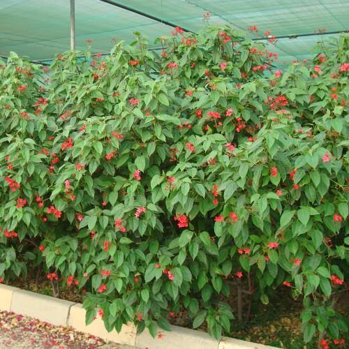 Jatropha Integerrima, Peregrine, Spicy Jatropha - www.Greenie.ae Buy online Best and Healthy Plants and quality products guarantee in Dubai Plants Shop in Dubai Abu Dhabi all over UAE Plants near me Fresh Plants in Dubai where to buy plants in UAE - Greenie.ae