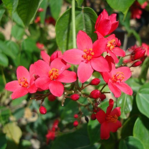 Jatropha Integerrima, Peregrine, Spicy Jatropha - www.Greenie.ae Buy online Best and Healthy Plants and quality products guarantee in Dubai Plants Shop in Dubai Abu Dhabi all over UAE Plants near me Fresh Plants in Dubai where to buy plants in UAE - Greenie.ae