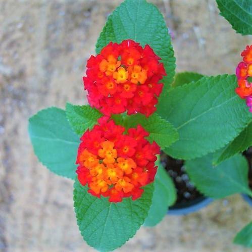 Lantana Camara, Red Sage - www.Greenie.ae Buy online Best and Healthy Plants and quality products guarantee in Dubai Plants Shop in Dubai Abu Dhabi all over UAE Plants near me Fresh Plants in Dubai where to buy plants in UAE - Greenie.ae