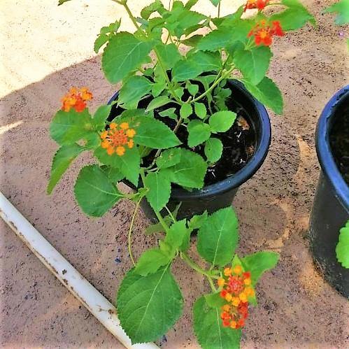 Lantana Camara, Red Sage - www.Greenie.ae Buy online Best and Healthy Plants and quality products guarantee in Dubai Plants Shop in Dubai Abu Dhabi all over UAE Plants near me Fresh Plants in Dubai where to buy plants in UAE - Greenie.ae