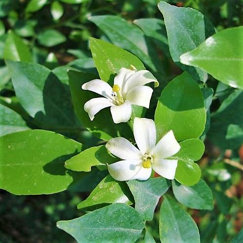 Murraya paniculata, Orange, Thai Jasmine - www.Greenie.ae Buy online Best and Healthy Plants and quality products guarantee in Dubai Plants Shop in Dubai Abu Dhabi all over UAE Plants near me Fresh Plants in Dubai where to buy plants in UAE - Greenie.ae