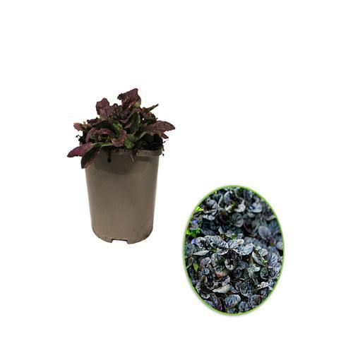 Ajuga Reptans, Bugleherb (small) - www.Greenie.ae Buy online Best and Healthy Plants and quality products guarantee in Dubai Plants Shop in Dubai Abu Dhabi all over UAE Plants near me Fresh Plants in Dubai where to buy plants in UAE - Greenie.ae