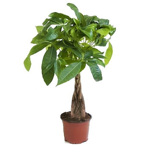 Pachira Aquatica, Money Tree (Twisted Trunk) - www.Greenie.ae Buy online Best and Healthy Plants and quality products guarantee in Dubai Plants Shop in Dubai Abu Dhabi all over UAE Plants near me Fresh Plants in Dubai where to buy plants in UAE - Greenie.ae