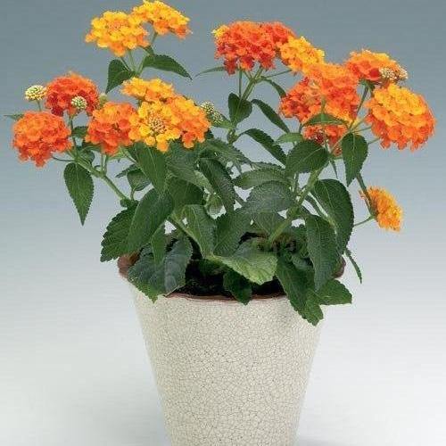 Lantana Camara, Red Sage - www.Greenie.ae Buy online Best and Healthy Plants and quality products guarantee in Dubai Plants Shop in Dubai Abu Dhabi all over UAE Plants near me Fresh Plants in Dubai where to buy plants in UAE - Greenie.ae