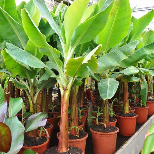 Musa paradisiaca, Banana Tree - www.Greenie.ae Buy online Best and Healthy Plants and quality products guarantee in Dubai Plants Shop in Dubai Abu Dhabi all over UAE Plants near me Fresh Plants in Dubai where to buy plants in UAE - Greenie.ae