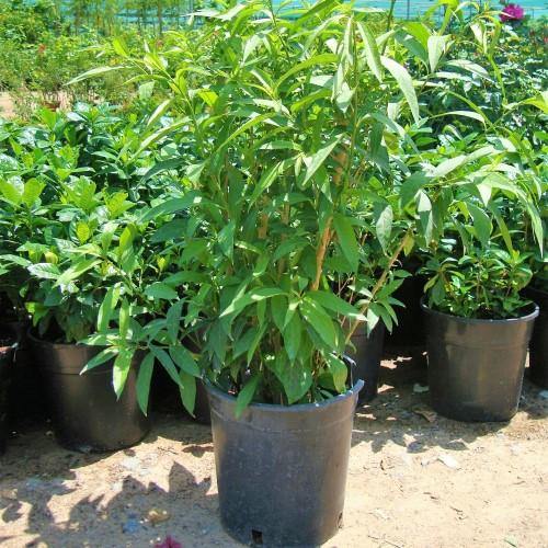 Cestrum nocturnum, Night Queen, Night-blooming jasmine - www.Greenie.ae Buy online Best and Healthy Plants and quality products guarantee in Dubai Plants Shop in Dubai Abu Dhabi all over UAE Plants near me Fresh Plants in Dubai where to buy plants in UAE - Greenie.ae