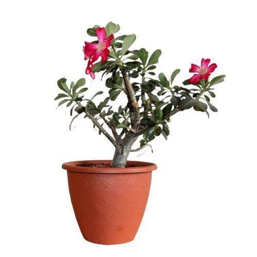 Adenium Obesum, Desert Rose, وردة الصحراء - www.Greenie.ae Buy online Best and Healthy Plants and quality products guarantee in Dubai Plants Shop in Dubai Abu Dhabi all over UAE Plants near me Fresh Plants in Dubai where to buy plants in UAE - Greenie.ae