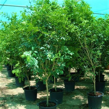 Murraya paniculata, Orange, Thai Jasmine - www.Greenie.ae Buy online Best and Healthy Plants and quality products guarantee in Dubai Plants Shop in Dubai Abu Dhabi all over UAE Plants near me Fresh Plants in Dubai where to buy plants in UAE - Greenie.ae