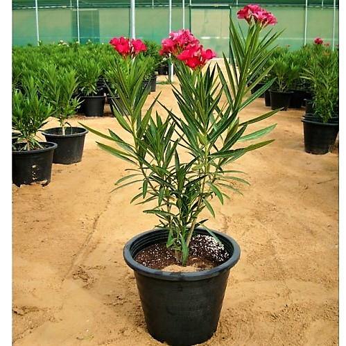 Nerium Oleander - www.Greenie.ae Buy online Best and Healthy Plants and quality products guarantee in Dubai Plants Shop in Dubai Abu Dhabi all over UAE Plants near me Fresh Plants in Dubai where to buy plants in UAE - Greenie.ae