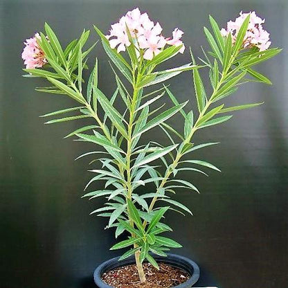 Nerium Oleander - www.Greenie.ae Buy online Best and Healthy Plants and quality products guarantee in Dubai Plants Shop in Dubai Abu Dhabi all over UAE Plants near me Fresh Plants in Dubai where to buy plants in UAE - Greenie.ae