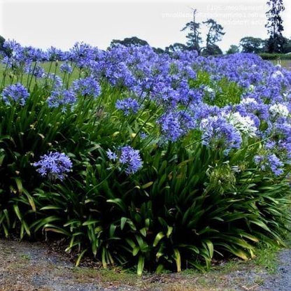 Agapanthus African, African Lily - www.Greenie.ae Buy online Best and Healthy Plants and quality products guarantee in Dubai Plants Shop in Dubai Abu Dhabi all over UAE Plants near me Fresh Plants in Dubai where to buy plants in UAE - Greenie.ae