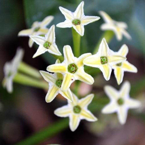 Cestrum nocturnum, Night Queen, Night-blooming jasmine - www.Greenie.ae Buy online Best and Healthy Plants and quality products guarantee in Dubai Plants Shop in Dubai Abu Dhabi all over UAE Plants near me Fresh Plants in Dubai where to buy plants in UAE - Greenie.ae