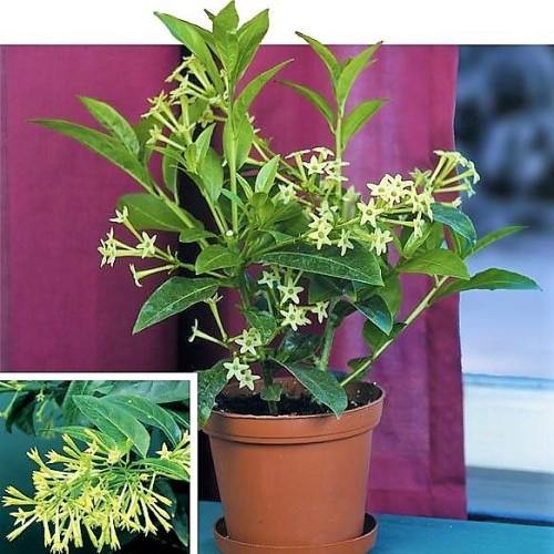 Cestrum nocturnum, Night Queen, Night-blooming jasmine - www.Greenie.ae Buy online Best and Healthy Plants and quality products guarantee in Dubai Plants Shop in Dubai Abu Dhabi all over UAE Plants near me Fresh Plants in Dubai where to buy plants in UAE - Greenie.ae