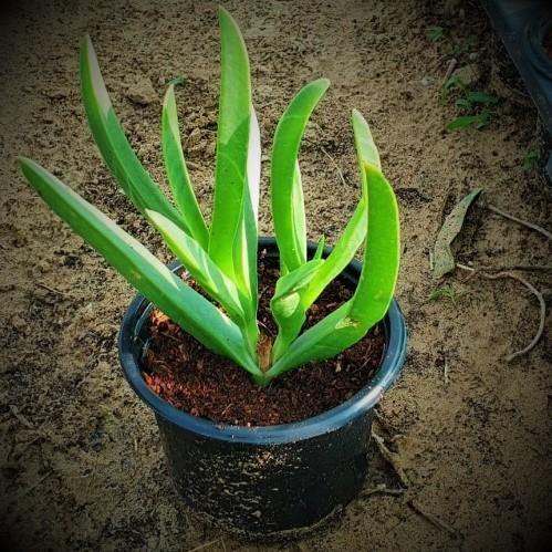 Carpobrotus Edulis, Ice Plant (small) - www.Greenie.ae Buy online Best and Healthy Plants and quality products guarantee in Dubai Plants Shop in Dubai Abu Dhabi all over UAE Plants near me Fresh Plants in Dubai where to buy plants in UAE - Greenie.ae