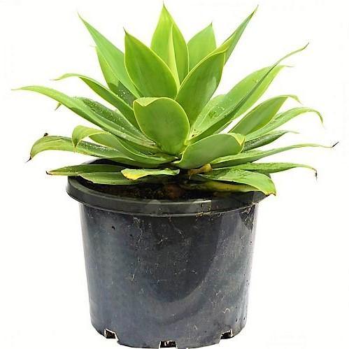 Agave Attenuata, Spineless Century Plant - www.Greenie.ae Buy online Best and Healthy Plants and quality products guarantee in Dubai Plants Shop in Dubai Abu Dhabi all over UAE Plants near me Fresh Plants in Dubai where to buy plants in UAE - Greenie.ae