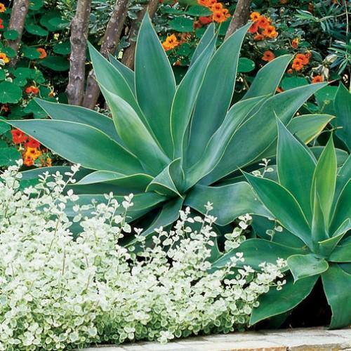 Agave Attenuata, Spineless Century Plant - www.Greenie.ae Buy online Best and Healthy Plants and quality products guarantee in Dubai Plants Shop in Dubai Abu Dhabi all over UAE Plants near me Fresh Plants in Dubai where to buy plants in UAE - Greenie.ae