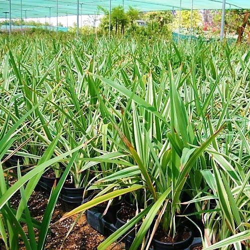 Dianella Tasmanica Flax lilly Dubai UAE best online Plants